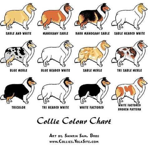 Collies - Colors | Rough collie, Shetland sheepdog, Dog breeds