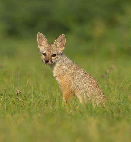 Indian Fox in a Grassy Field