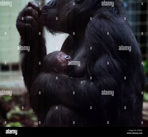 Gorilla baby at London Zoo Stock Photo - Alamy