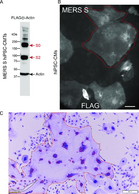 MERS spike-mediated syncytia. (A) Immunoblot of hiPSC-CM expressing ...