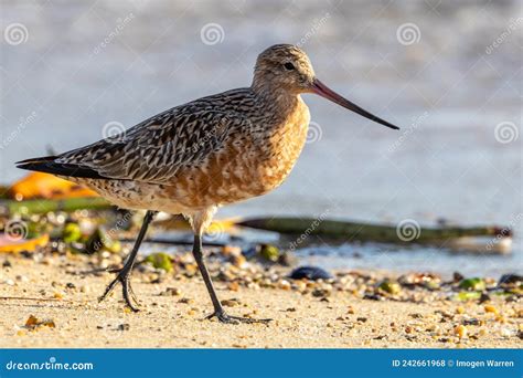 Bar-tailed Godwit in Australasia Stock Photo - Image of migrates ...