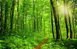 Understanding the Deciduous Forest Biome and its Importance - Science ...