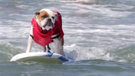 Dog Surfing Competition Will Make You Smile - YouTube