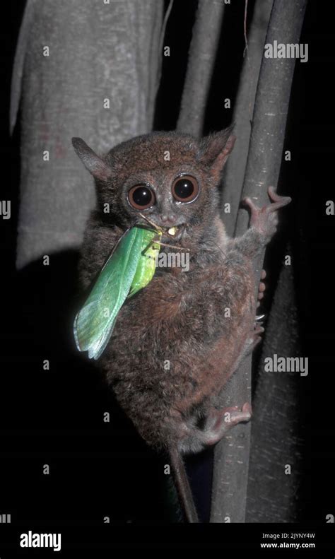 Tarsier diet hi-res stock photography and images - Alamy