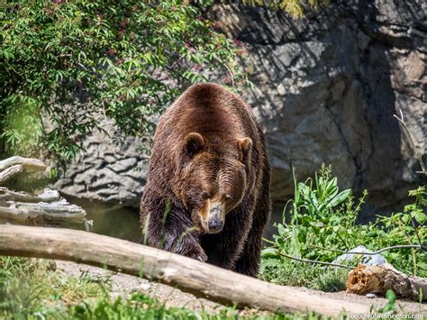 Woodland Park Zoo Animals