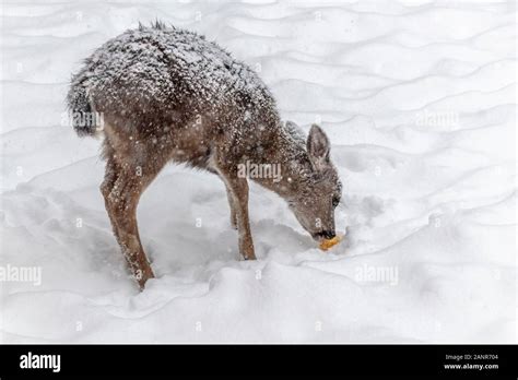 Baby deer snow hi-res stock photography and images - Alamy