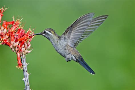 Blue-throated Hummingbird Photograph by Anthony Mercieca - Fine Art America