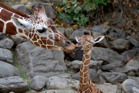 U.S. zoo welcomes baby giraffe, baby and mother doing well | CTV News