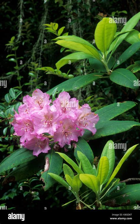 Pacific rhododendron (Rhododendron macrophyllum), Umpqua Dunes Scenic ...