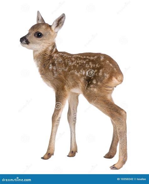 Roe Deer Fawn - Capreolus Capreolus (15 Days Old) Stock Photo - Image of full, brown: 10350242