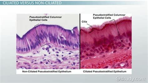 Pseudostratified Columnar Epithelium Diagram