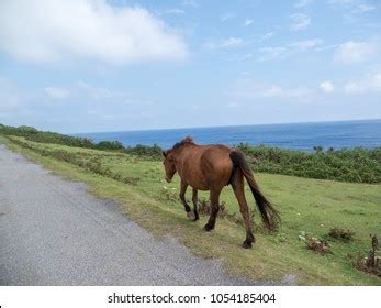 166 Yonaguni horses Images, Stock Photos & Vectors | Shutterstock