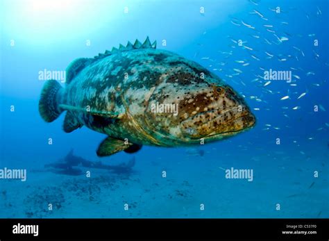 Goliath grouper Epinephelus itajara photographed underwater offshore Palm Beach, Florida during ...