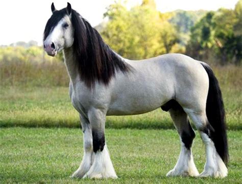 Simplemente fotos de caballos - Taringa! | Horses, Beautiful horses ...