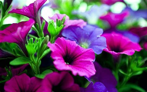 Pink And Purple Flower Backgrounds - Wallpaper Cave