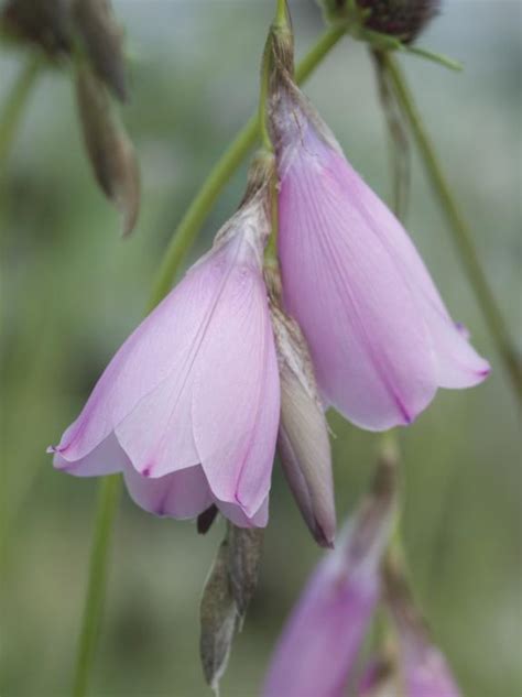 Dierama pulcherrimum Seeds £2.98 from Chiltern Seeds