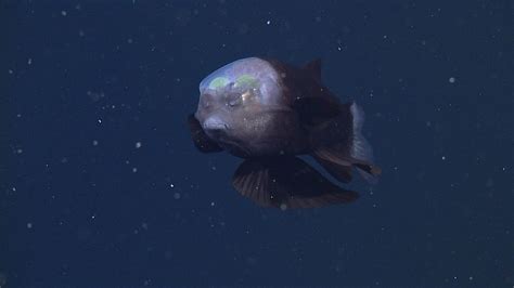 Barreleye fish • MBARI