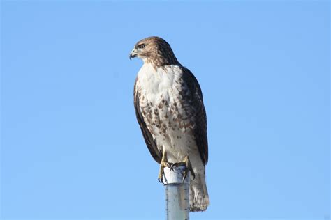 North-Central Texas Birds - Red-tailed Hawk