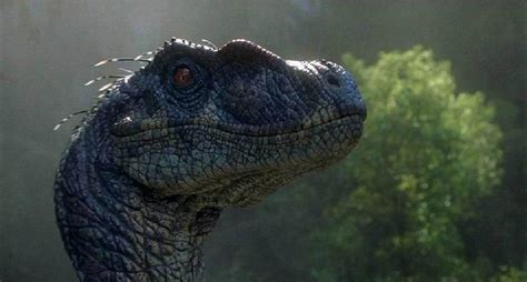 Jurassic Park 3 Male Velociraptor (Classic Jurassic Park Image Gallery)