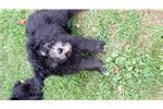 Pumi Puppies for Sale from Reputable Dog Breeders