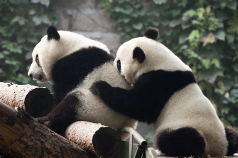 Two pandas playing together Stock Photo free download