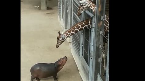 Baby hippo comes close to a giraffe. Watch what happens next | Trending - Hindustan Times