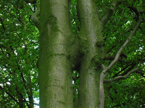 File:Beech tree trunk inosculation.JPG - Wikipedia