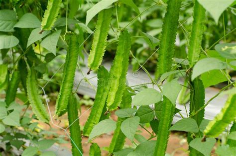 Winged Bean Plant stock image. Image of harvest, agriculture - 34127779