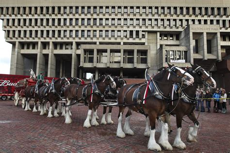 Budweiser brings back beloved Clydesdale horses for Super Bowl ad ...