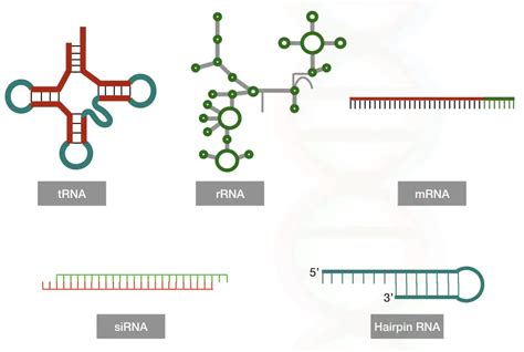 siRNA (Small Interfering RNA): Structure And Function