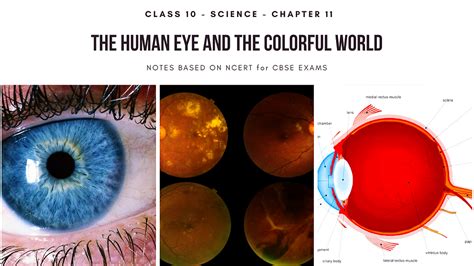 The Human Eye and the colourful World | UPSC General Studies Notes ...