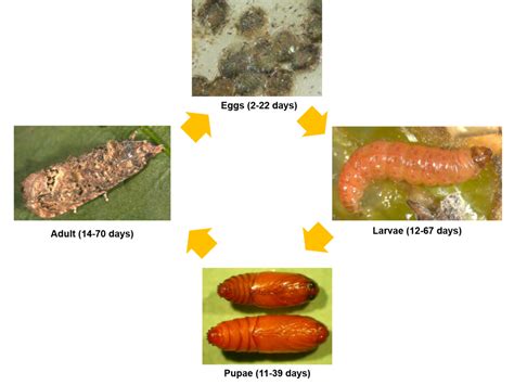 Be on the lookout for False Codling Moth and other caterpillars | Syngenta Ornamentals East Africa