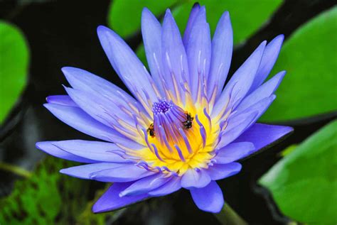 Buy Blue Lotus Floral Absolute Oil, Pure Absolute Wholesale Supplier India