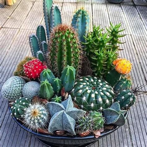 Pin van RONNIE KRUGER op Cactus & Succulents | Cactussen tuin, Bloempot ...