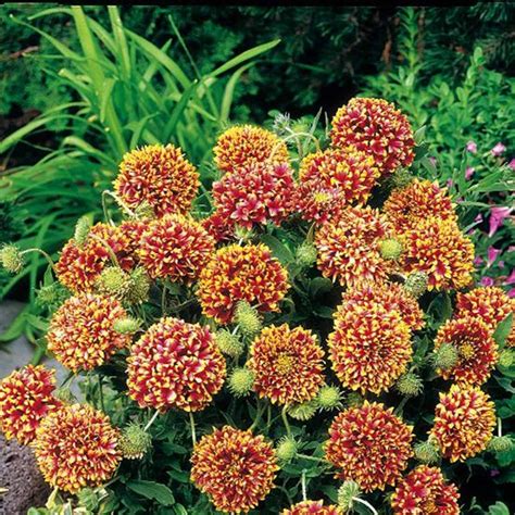 Sundance Bicolor Gaillardia Flower Garden Seeds - 1000 Seeds - Annual Flower Gardening Seed ...