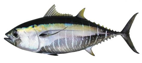 Thunnus tonggol | fishIDER