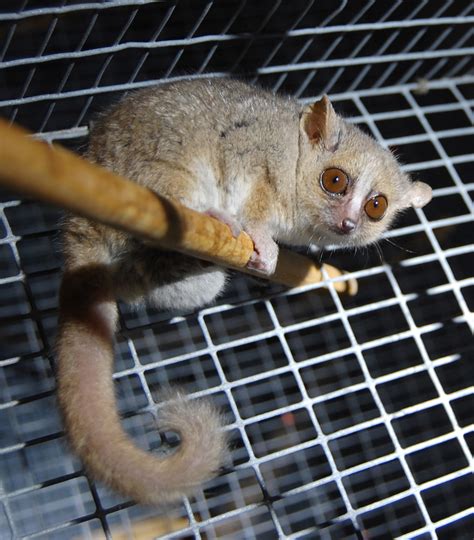 File:Gray Mouse Lemur 1.JPG - Wikipedia, the free encyclopedia