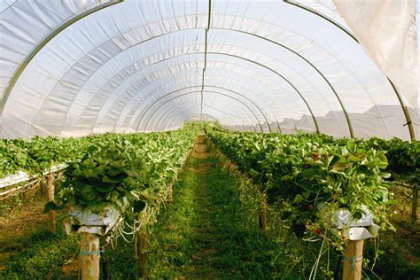 A Guide To Sustainable Greenhouse Gardening - Emagazine.com