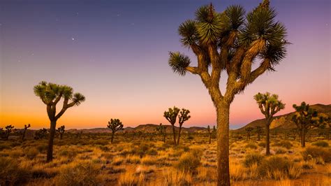 Grove of Joshua trees in national park valley at morning twilight, Mojave Desert, California ...