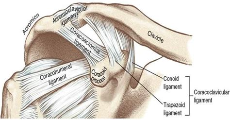 ligaments attaching to corocoid process | Medical anatomy, Human body ...