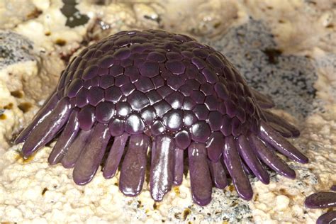 Photos of Sea Urchins - Echinoidea