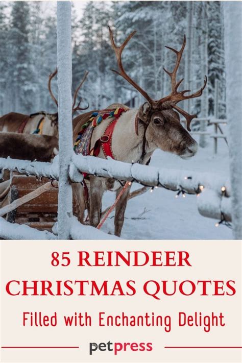 85 Reindeer Christmas Quotes Filled with Enchanting Delight - PetPress