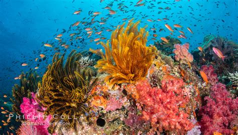 The Insanely Beautiful Coral Reefs of Fiji – Natural History ...