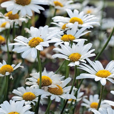 White Breeze Shasta Daisy Seeds | Park Seed