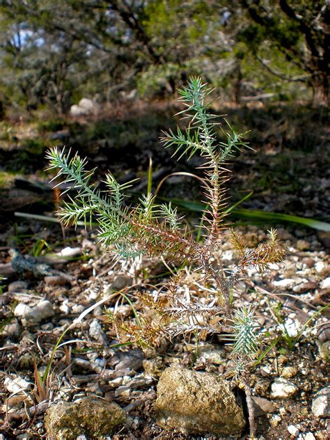 Ashe Juniper seedling | Cypress Family Juniperus Ashei p12 T… | Flickr