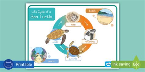 Sea Turtle Life Cycle | Poster | South Africa (Teacher-Made)