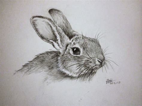 Rabbit - Drawing Skill