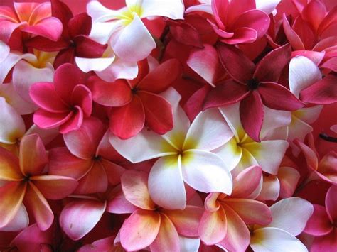 Hawaiian Flowers Wallpapers - Wallpaper Cave