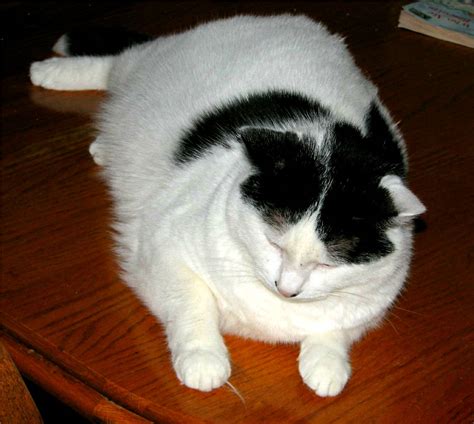 File:Fat cat.jpg - Wikipedia