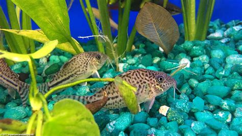 Cory Catfish: Care, Diet, Size, Tankmates & Lifespan - Video